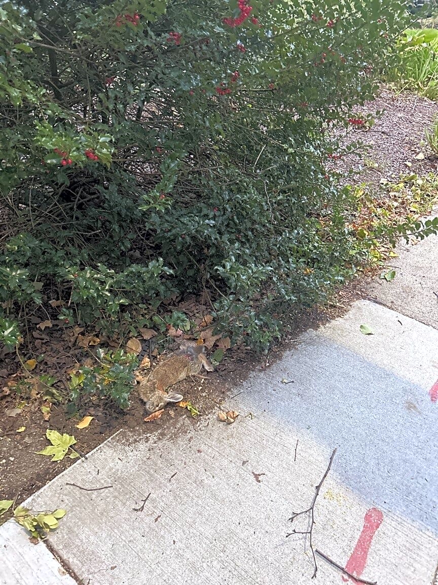 Image submitted with report