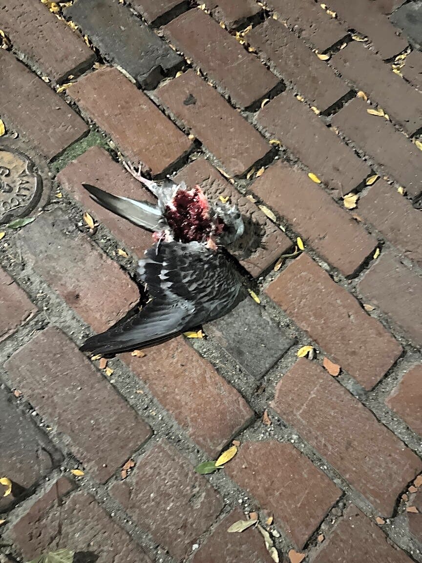 Image submitted with report