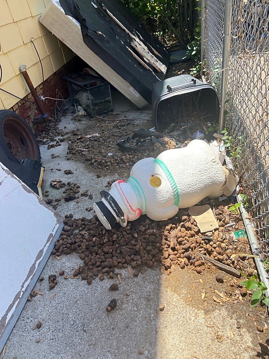 Image submitted with report