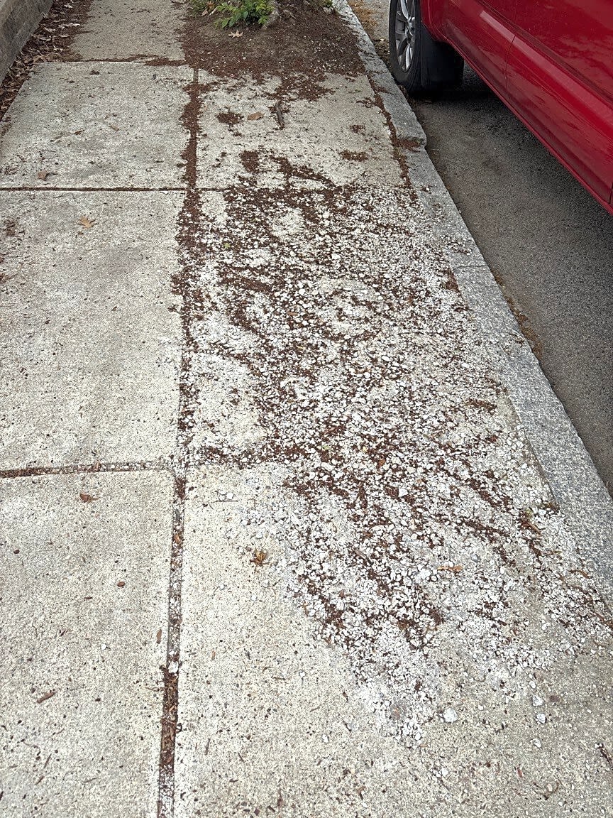 Image submitted with report