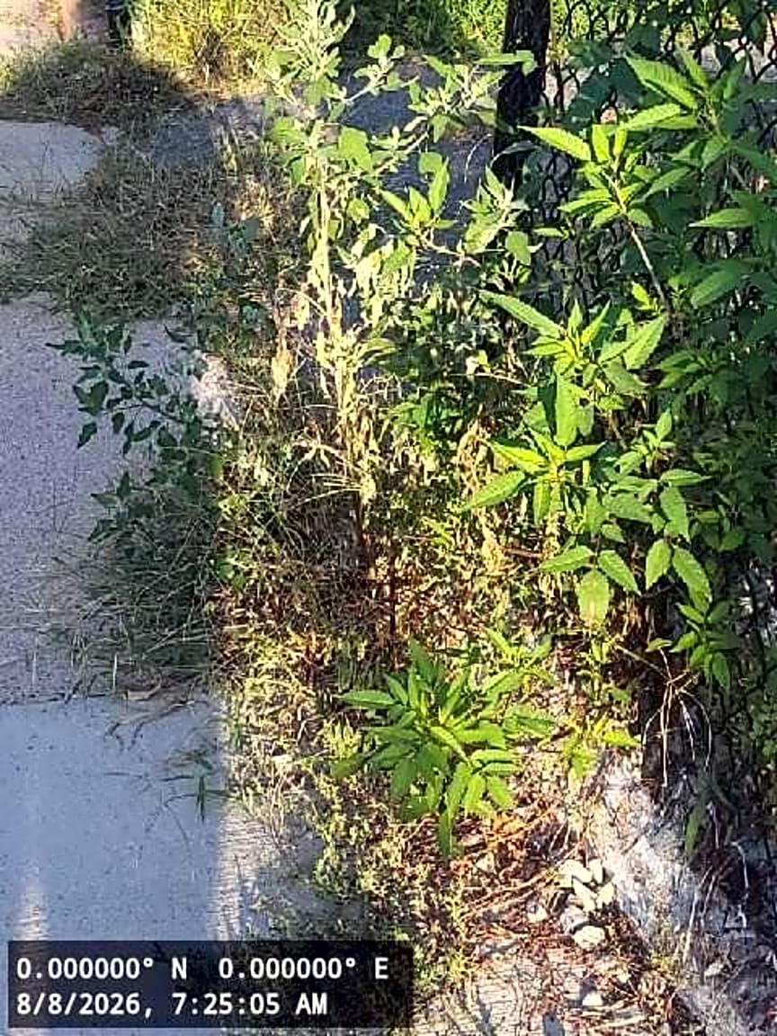 Image submitted with report