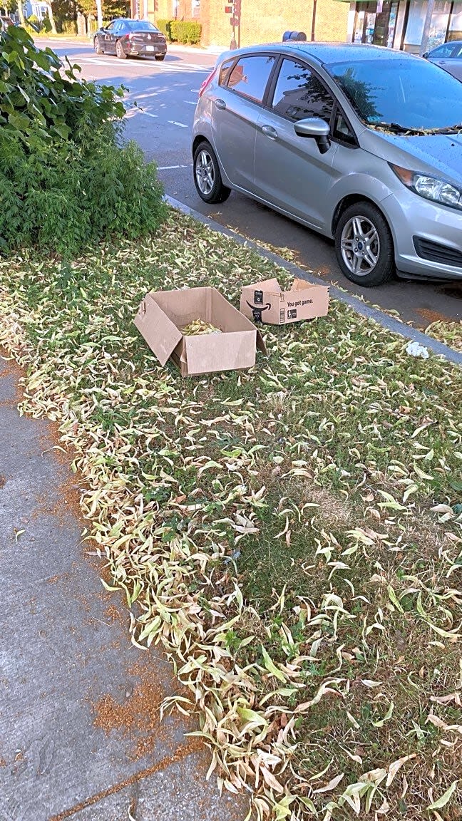Image submitted with report
