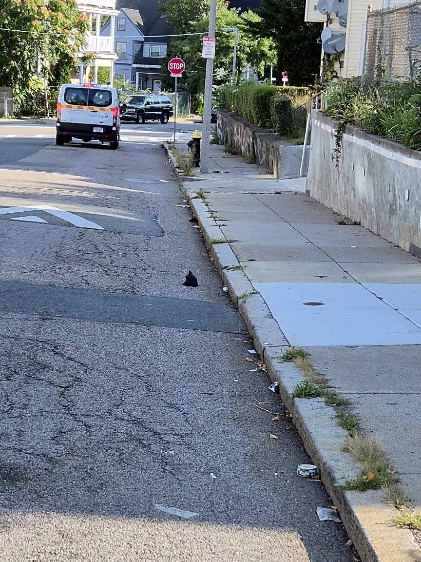 Image submitted with report