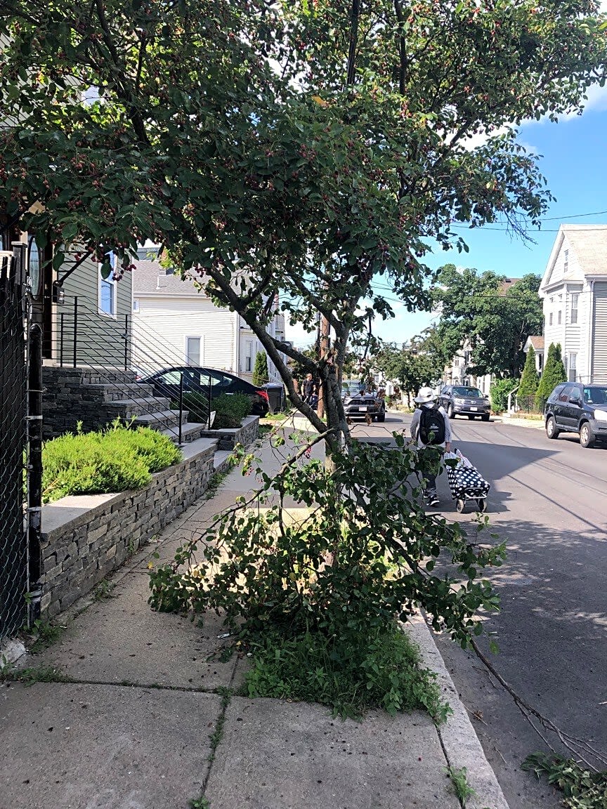 Image submitted with report