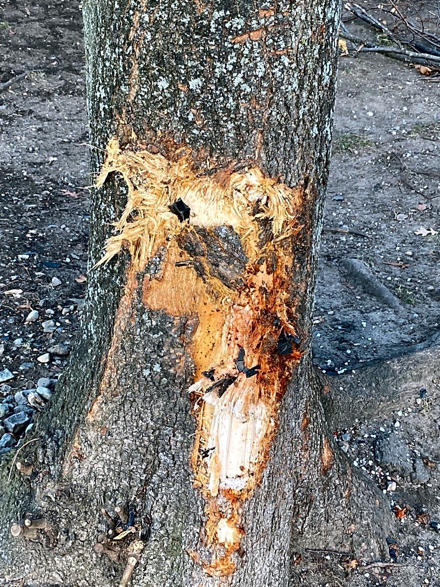 Image submitted with report