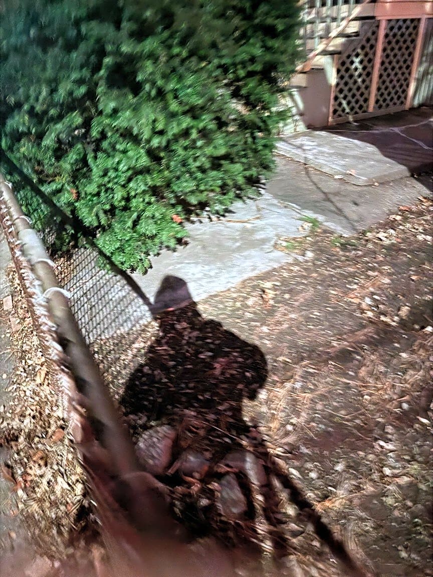 Image submitted with report