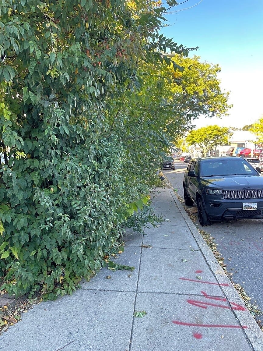 Image submitted with report