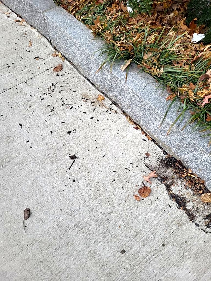 Image submitted with report