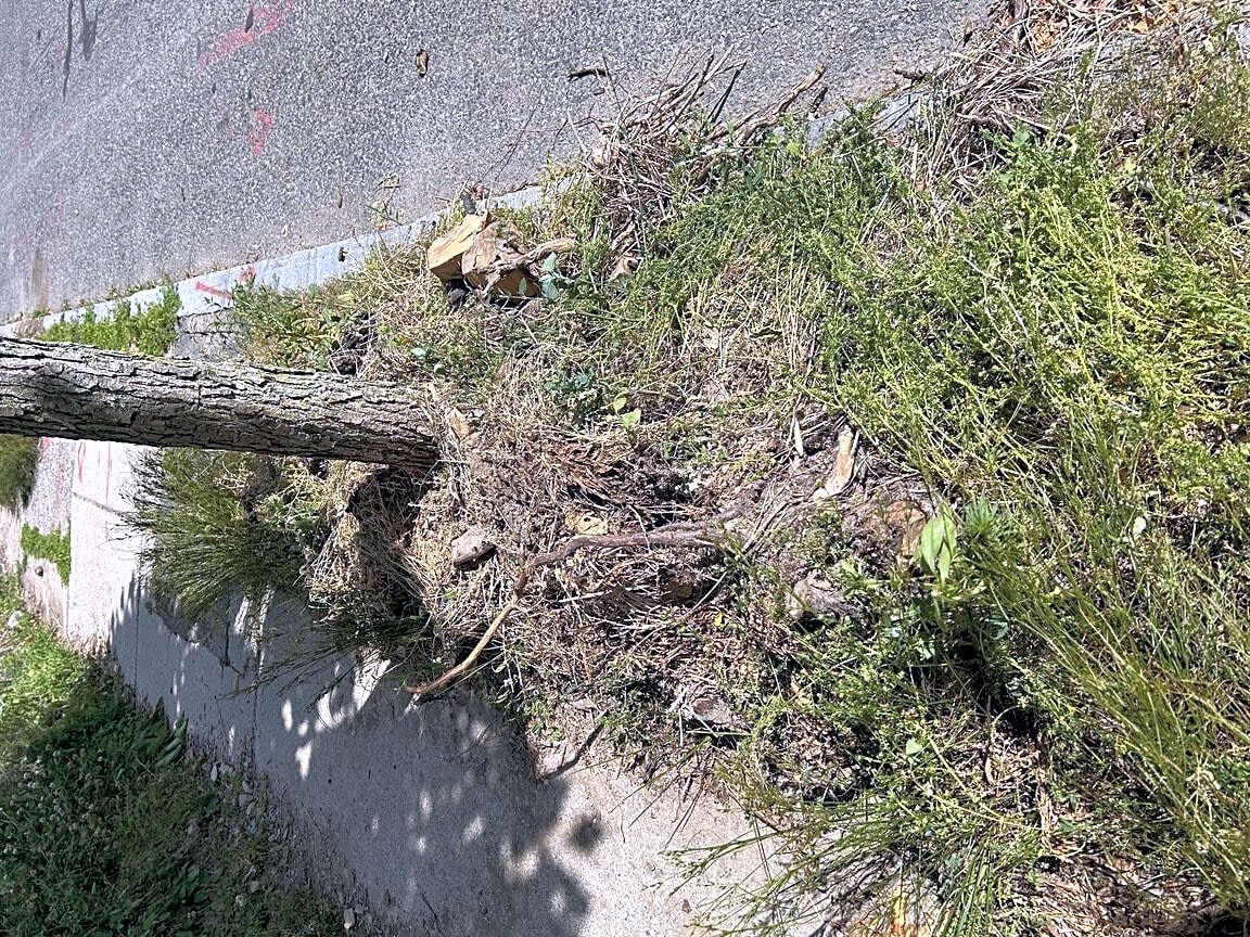 Image submitted with report
