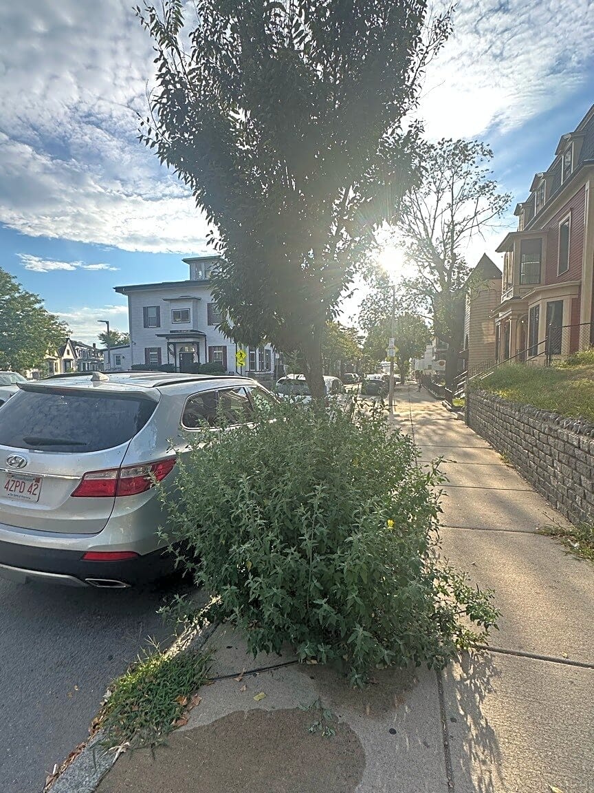 Image submitted with report