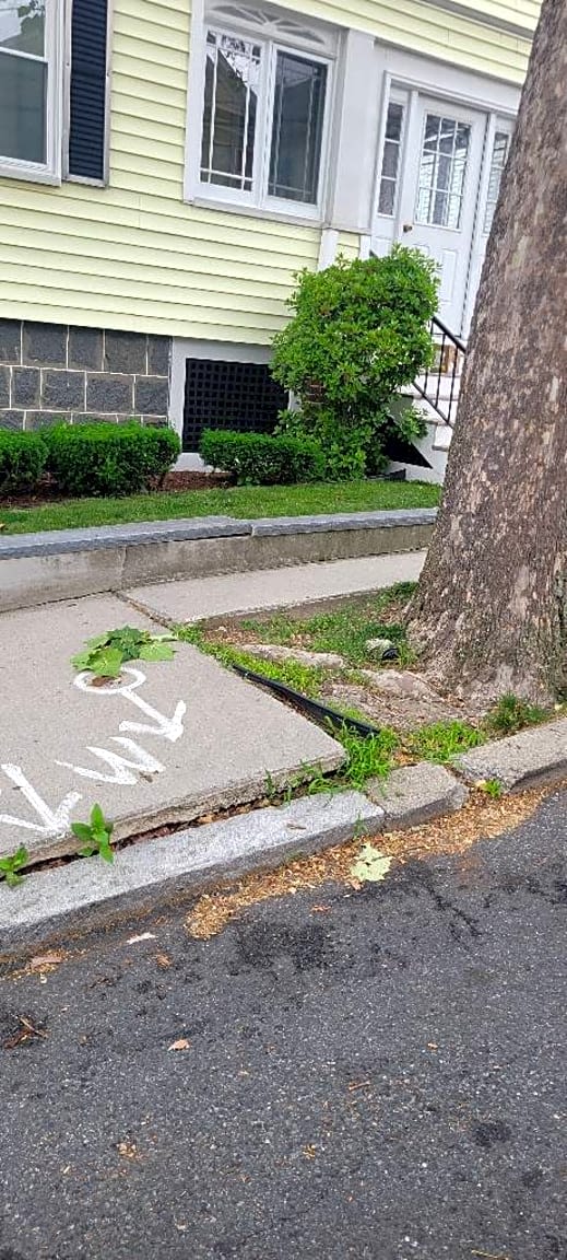 Image submitted with report