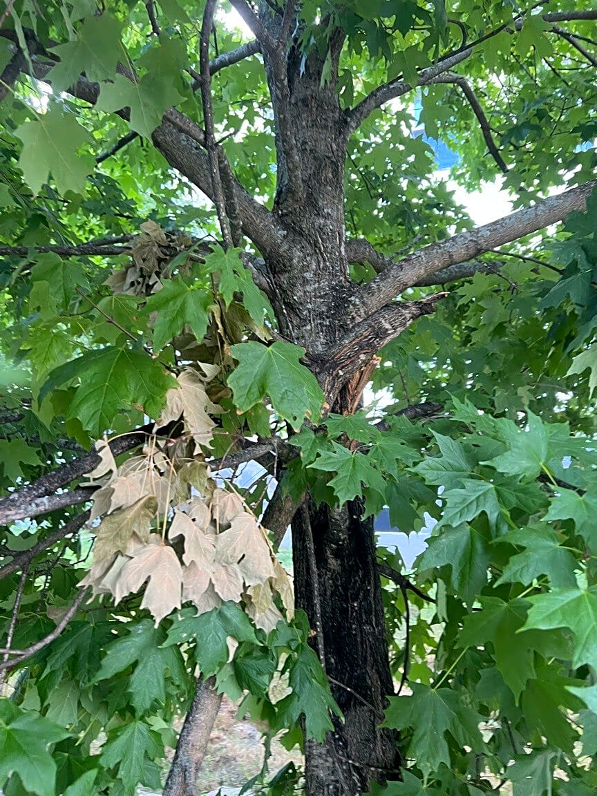 Image submitted with report
