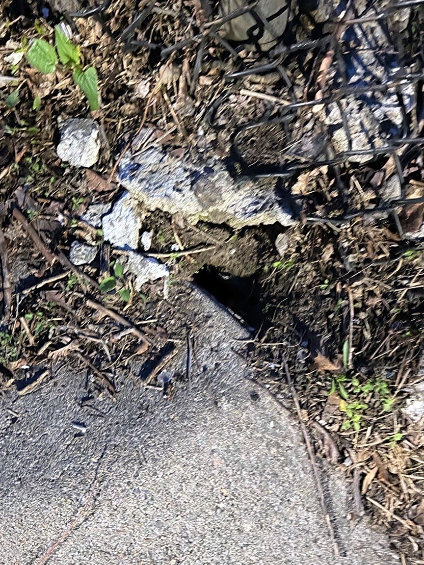 Image submitted with report