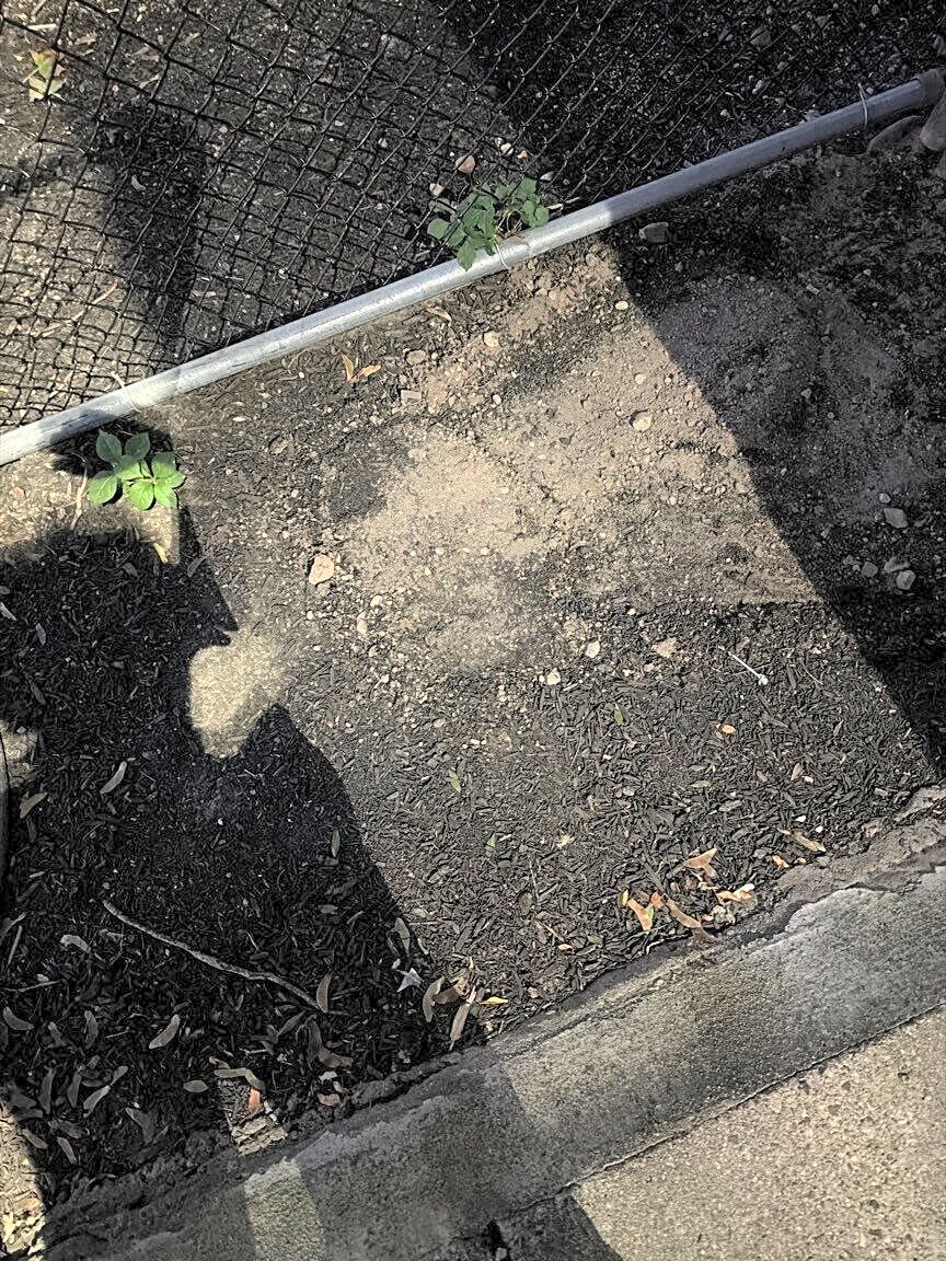 Image submitted with report