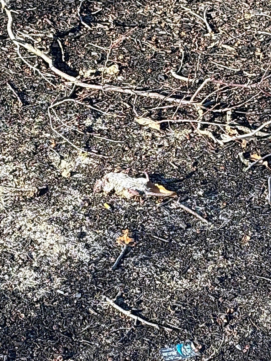 Image submitted with report