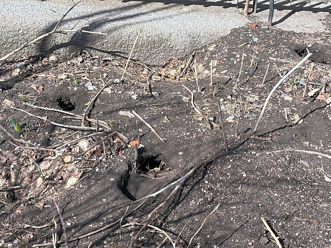 Image submitted with report