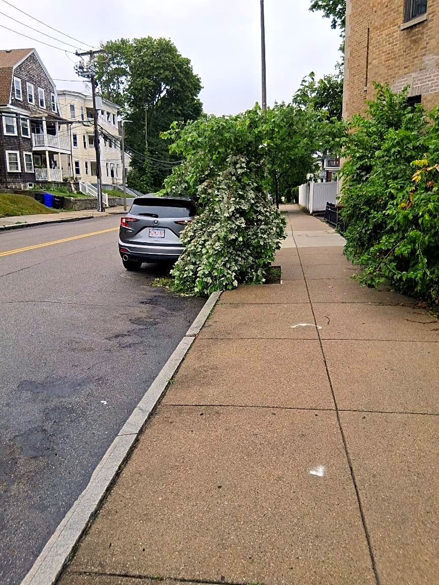 Image submitted with report