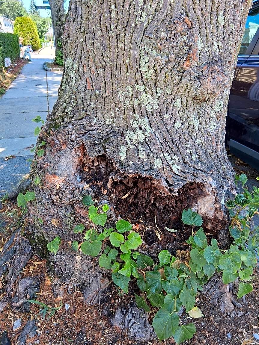 Image submitted with report
