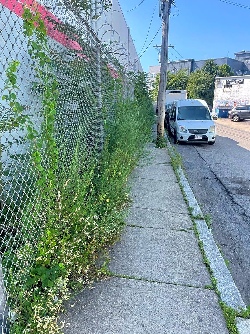 Image submitted with report