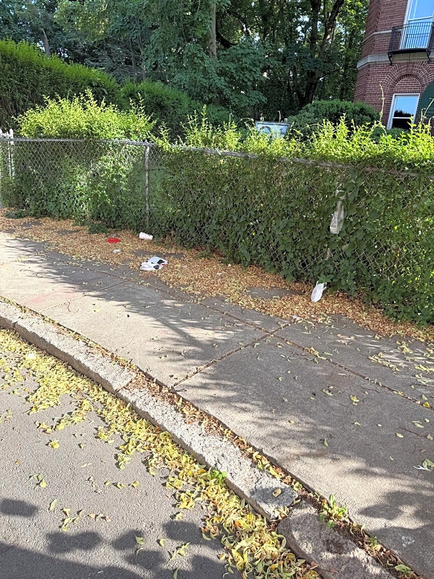 Image submitted with report