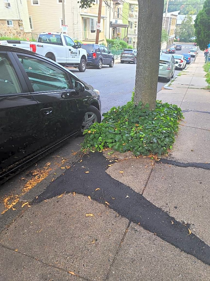 Image submitted with report