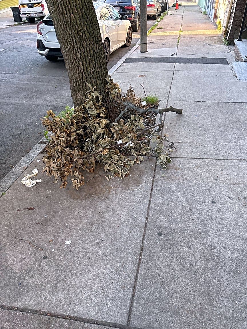 Image submitted with report