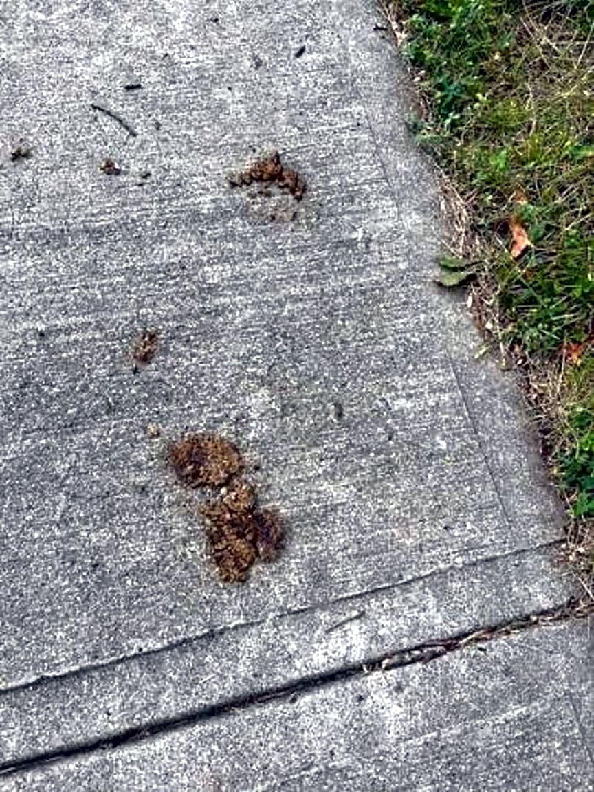 Image submitted with report