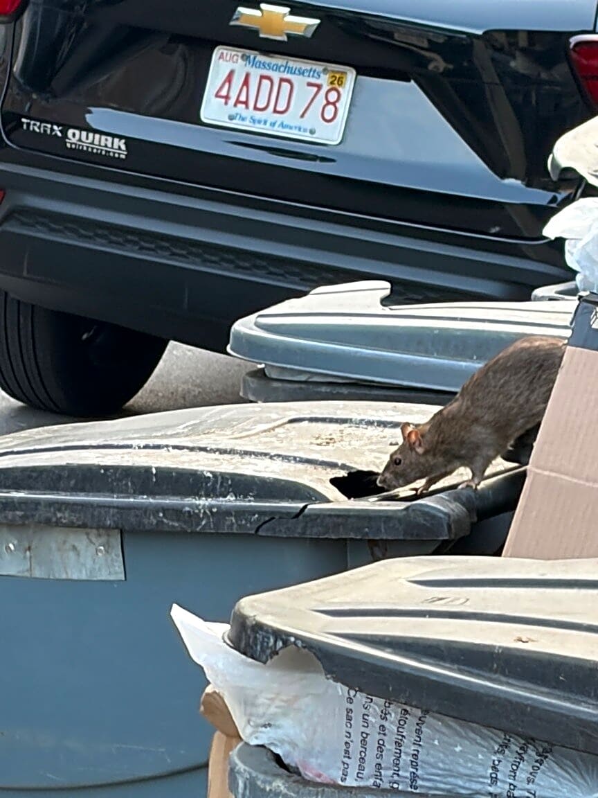 Image submitted with report