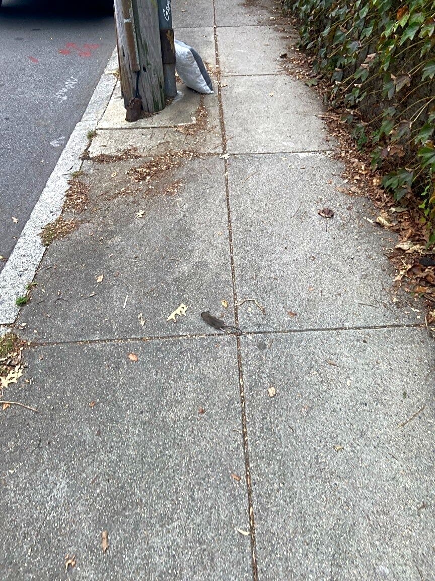 Image submitted with report