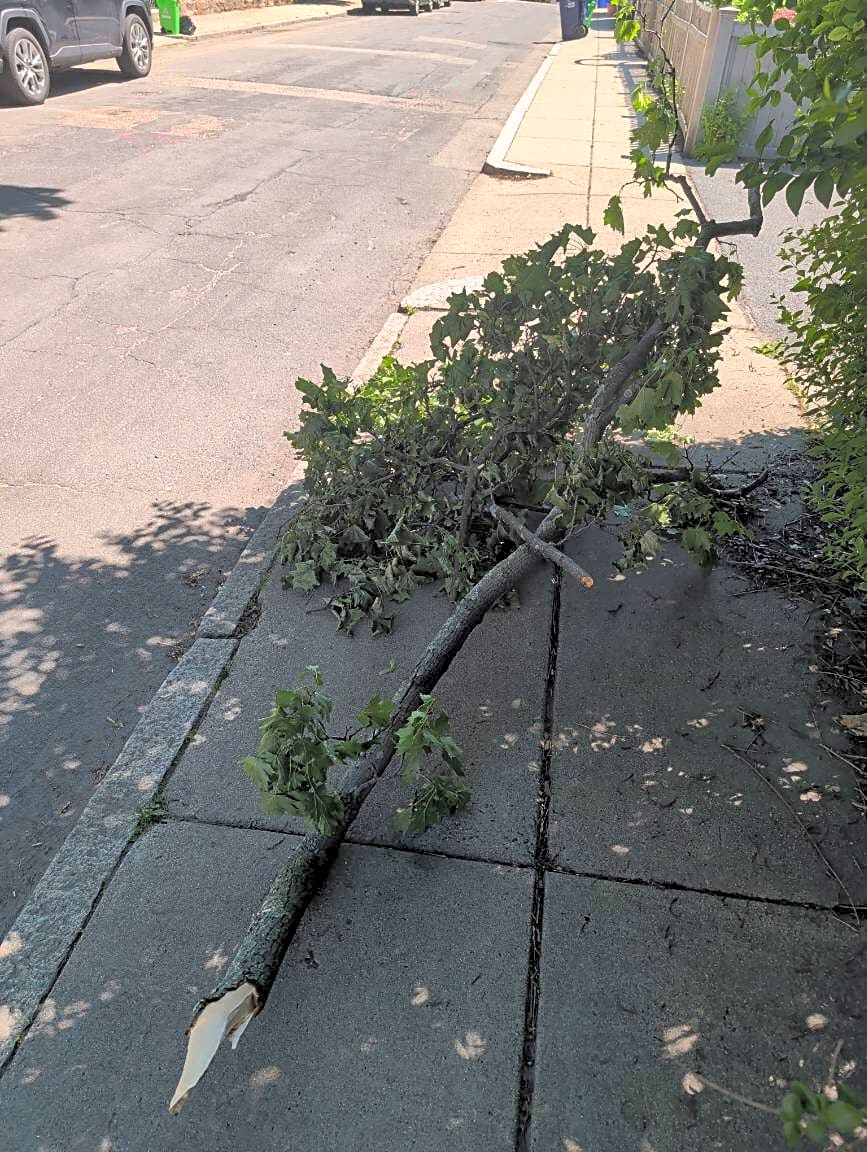Image submitted with report