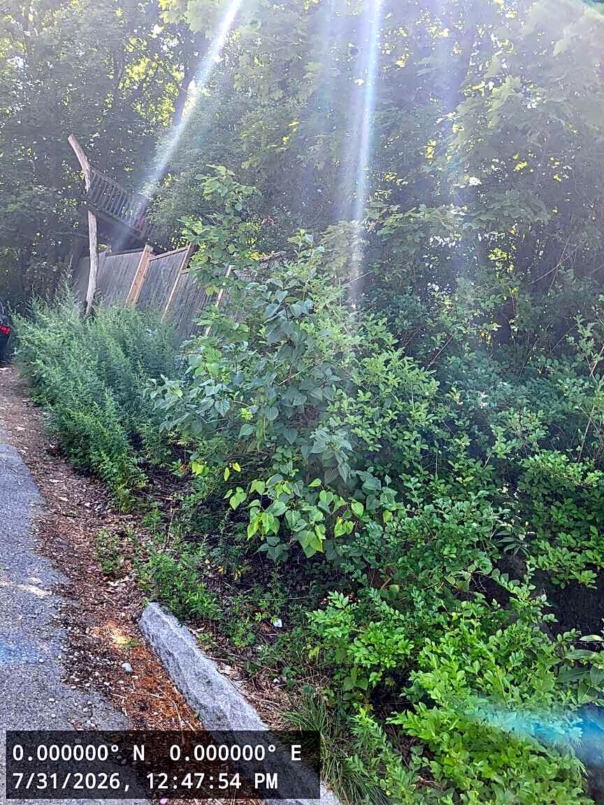 Image submitted with report