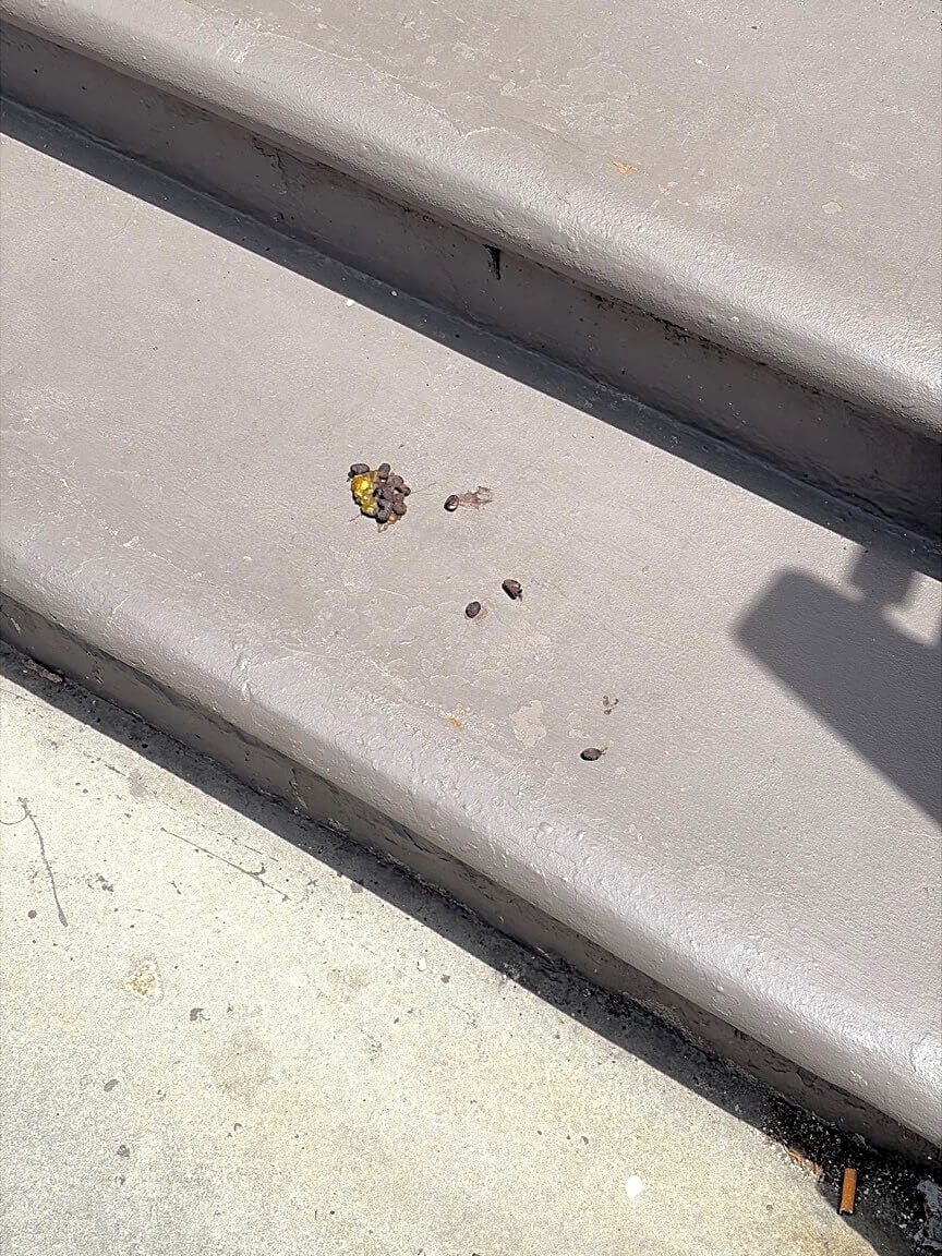 Image submitted with report