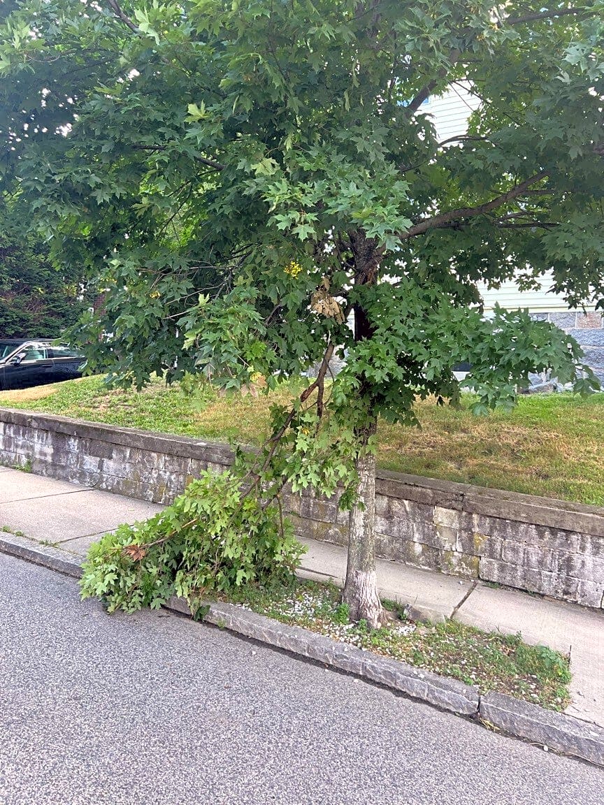 Image submitted with report
