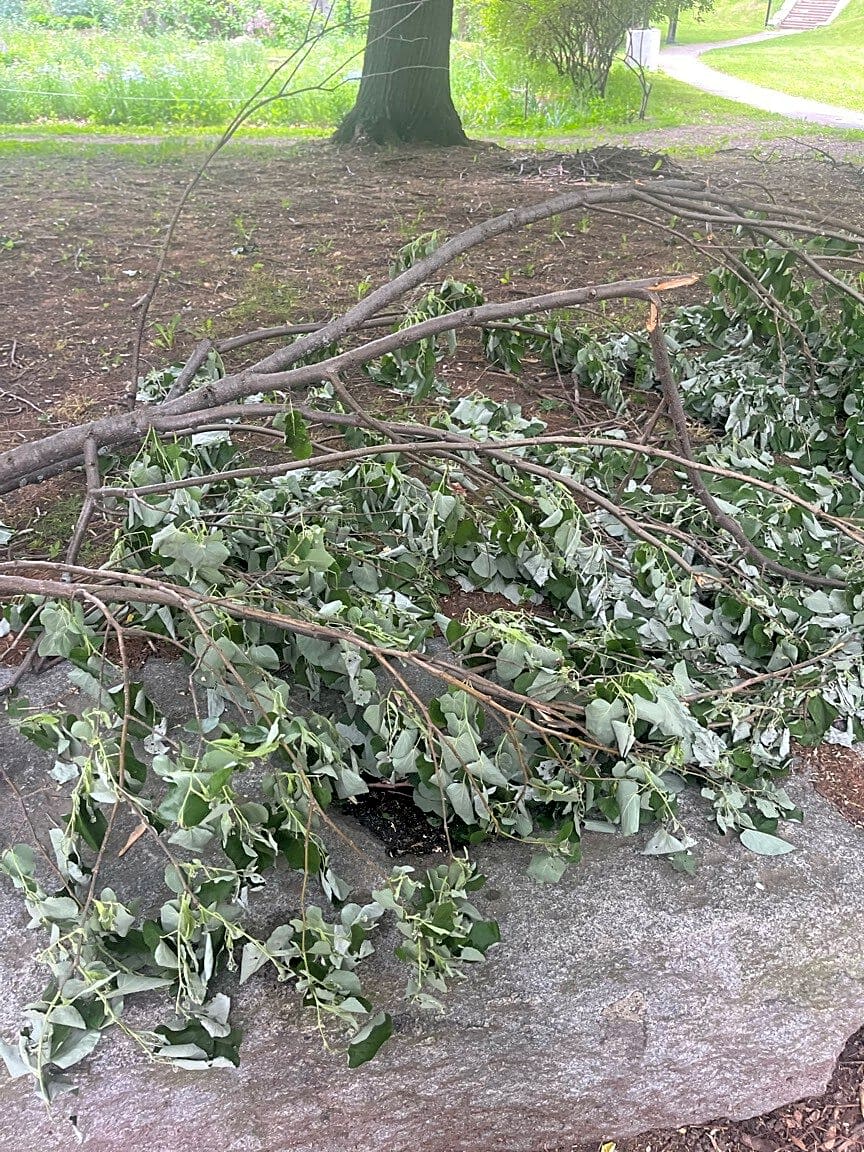 Image submitted with report