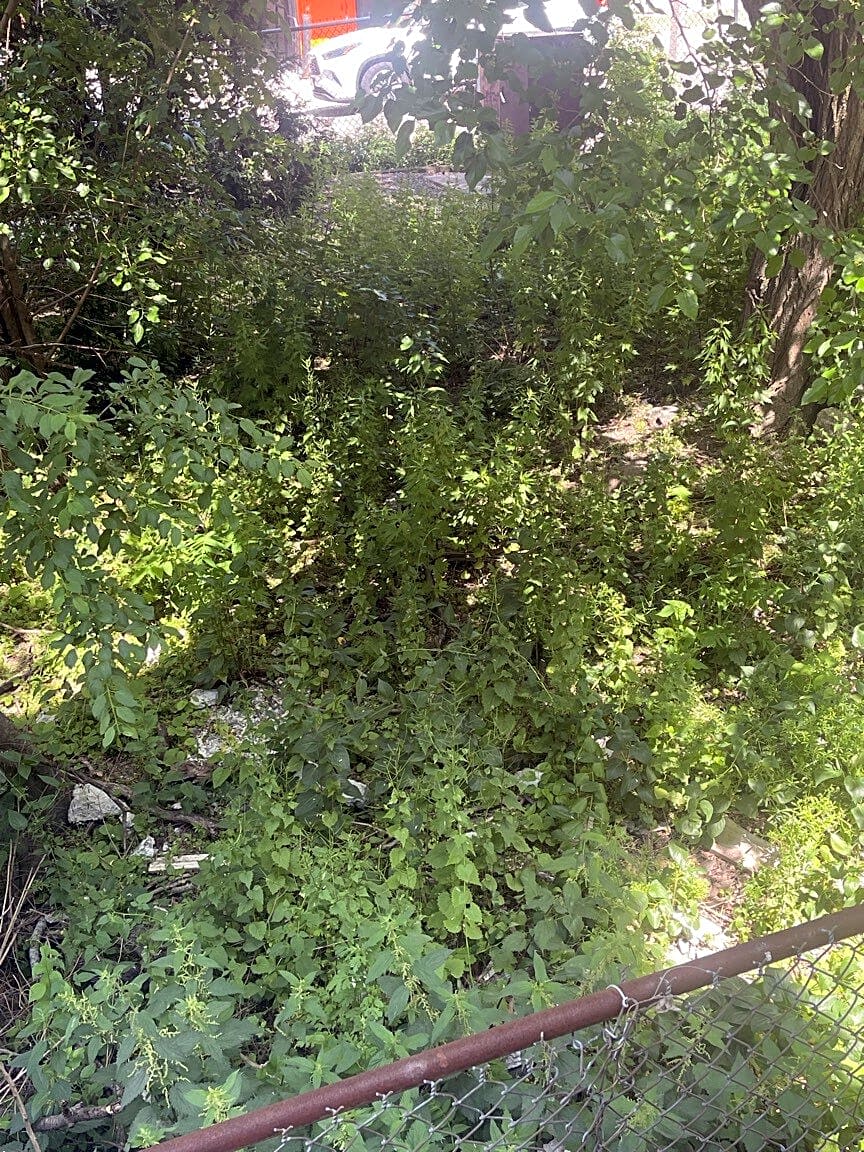 Image submitted with report