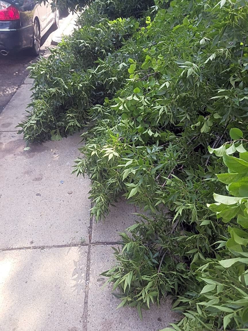 Image submitted with report