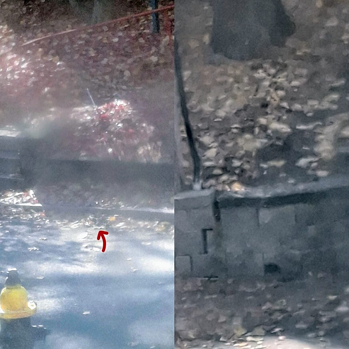 Image submitted with report