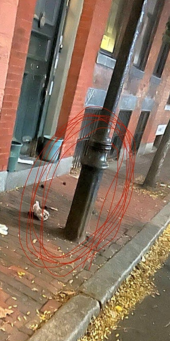 Image submitted with report