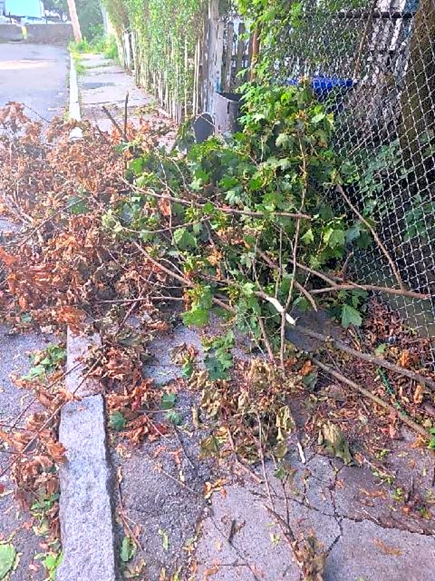 Image submitted with report