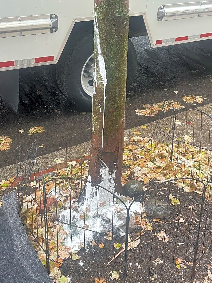 Image submitted with report