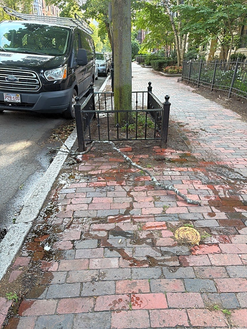 Image submitted with report