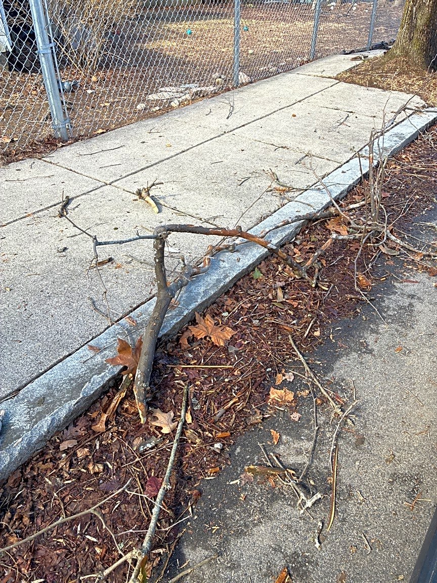 Image submitted with report