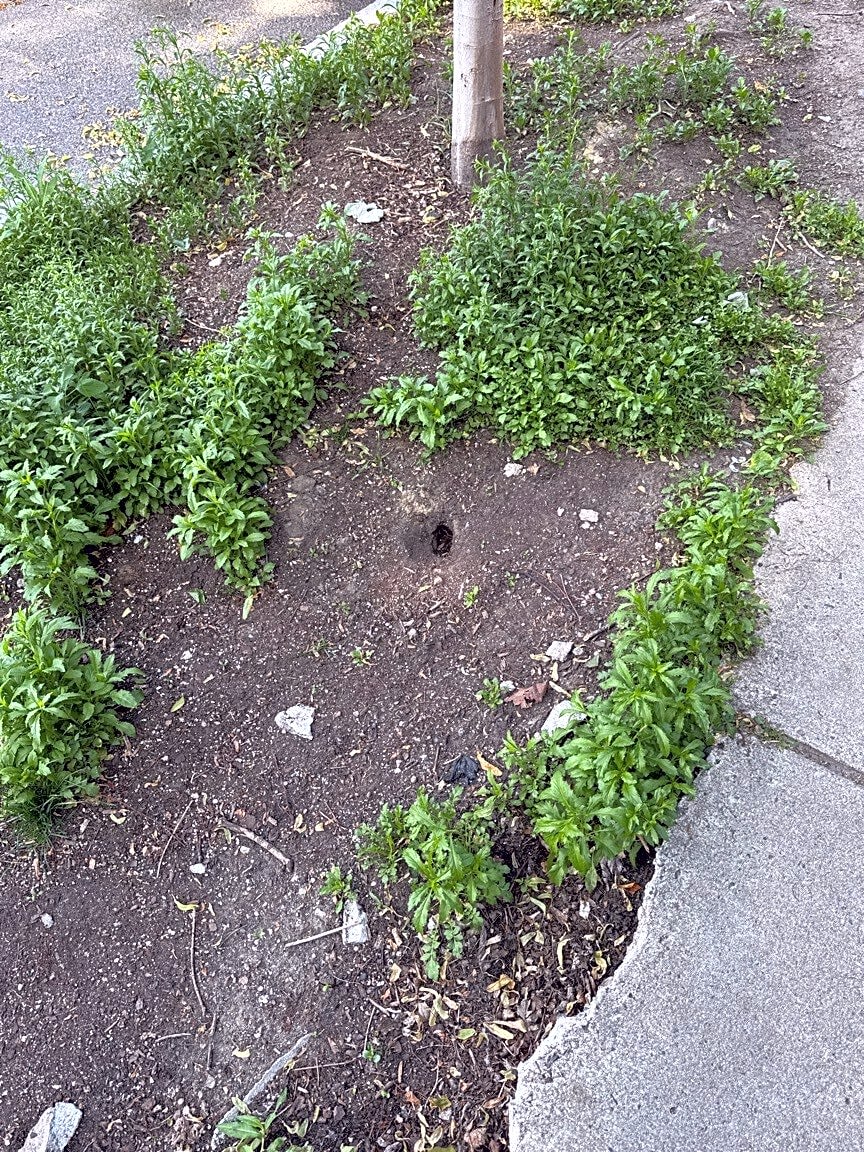 Image submitted with report