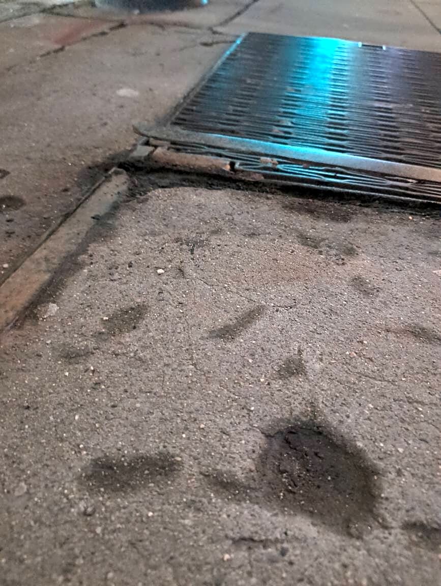 Image submitted with report