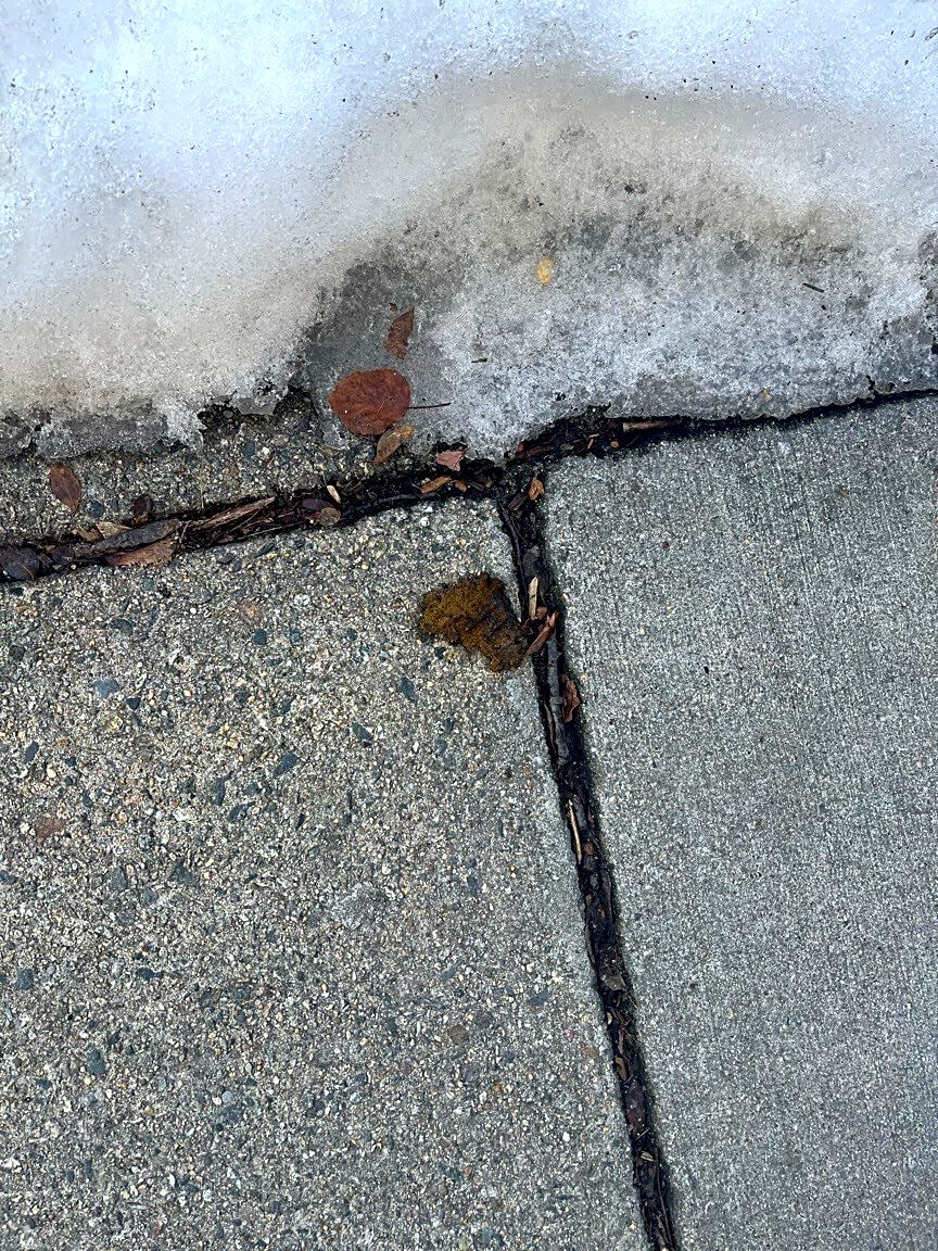 Image submitted with report