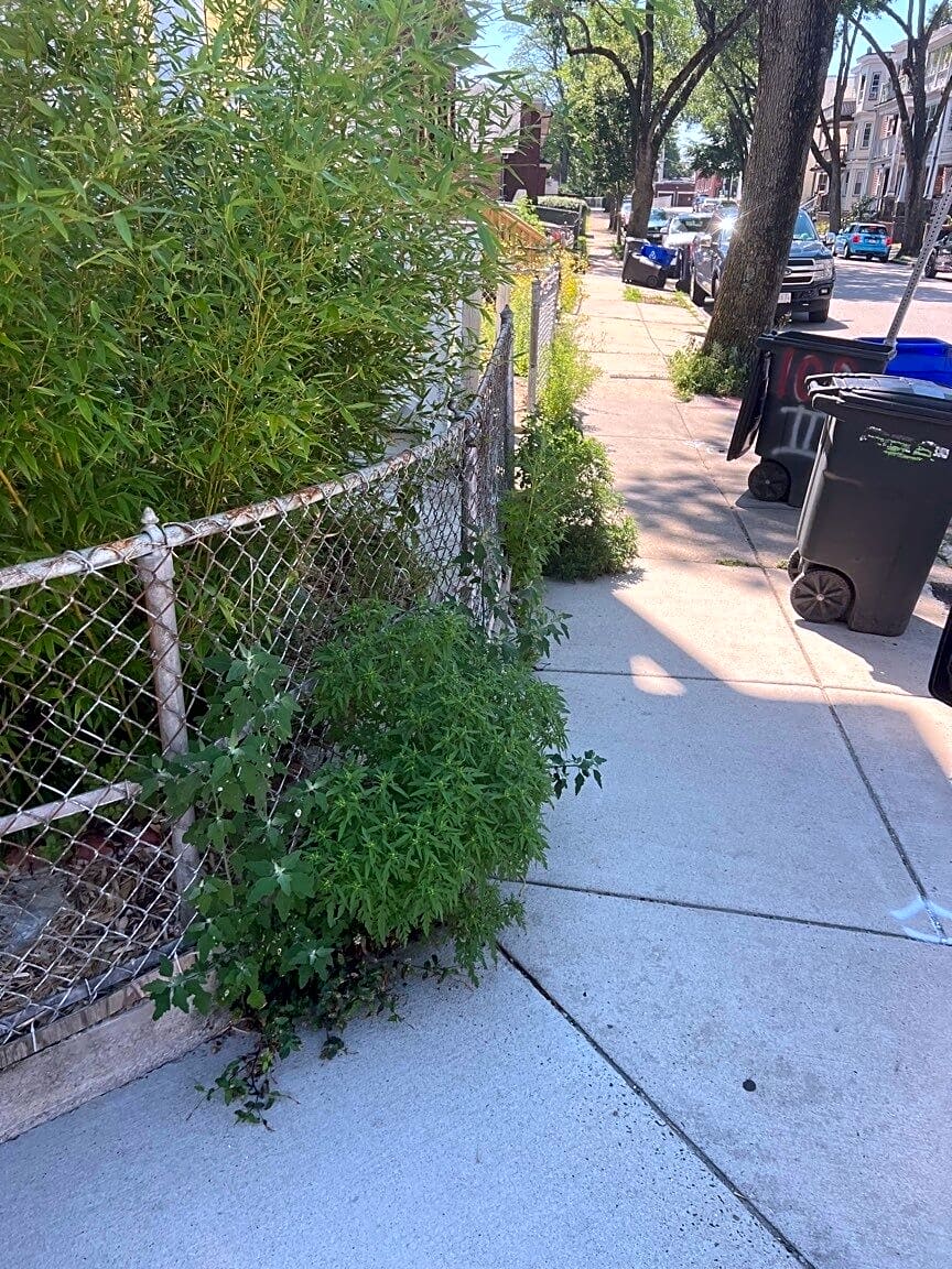 Image submitted with report