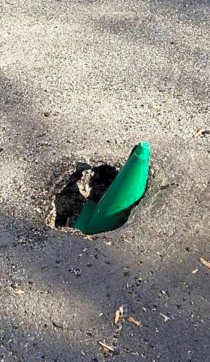 Image submitted with report