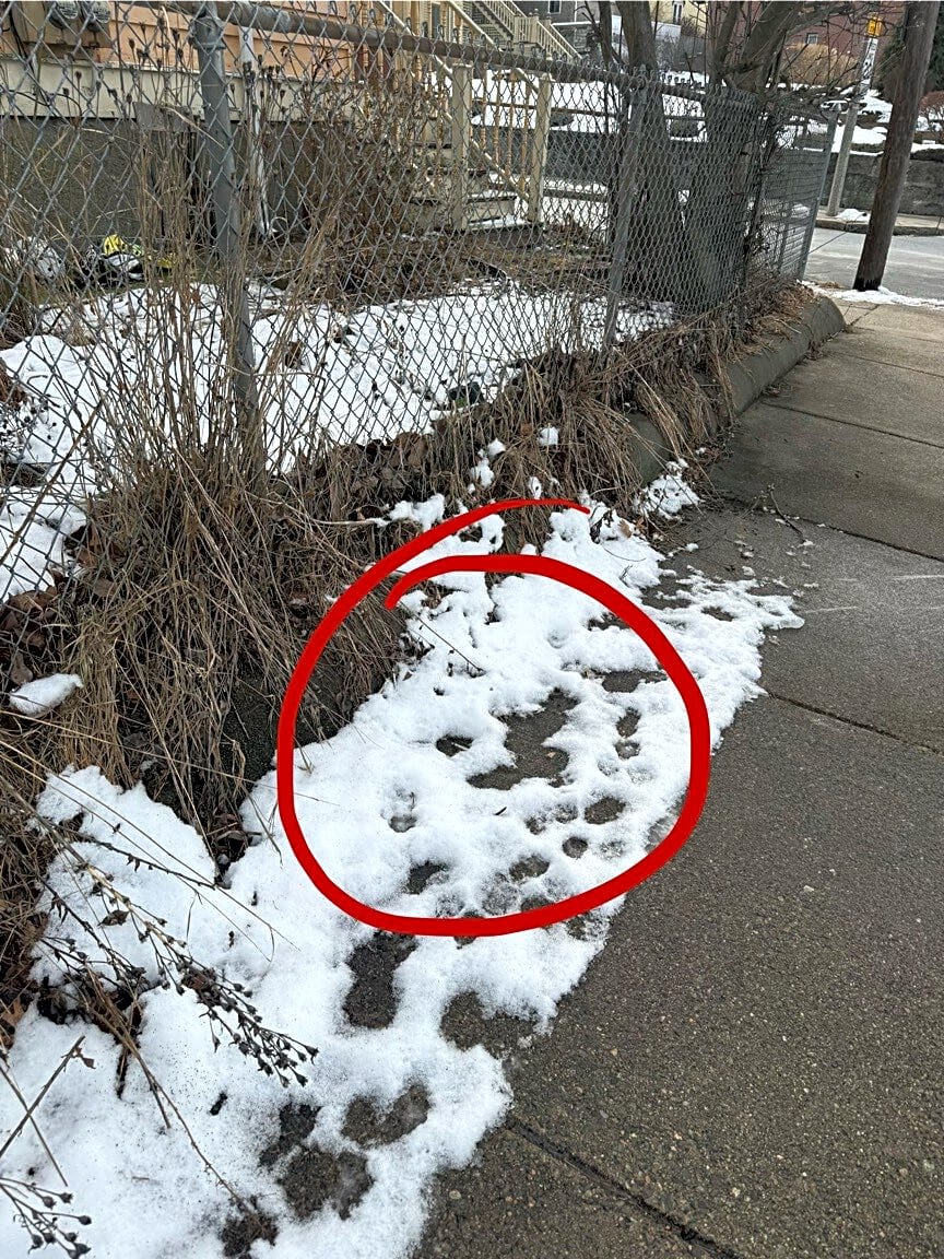 Image submitted with report