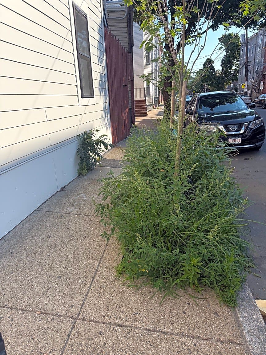 Image submitted with report
