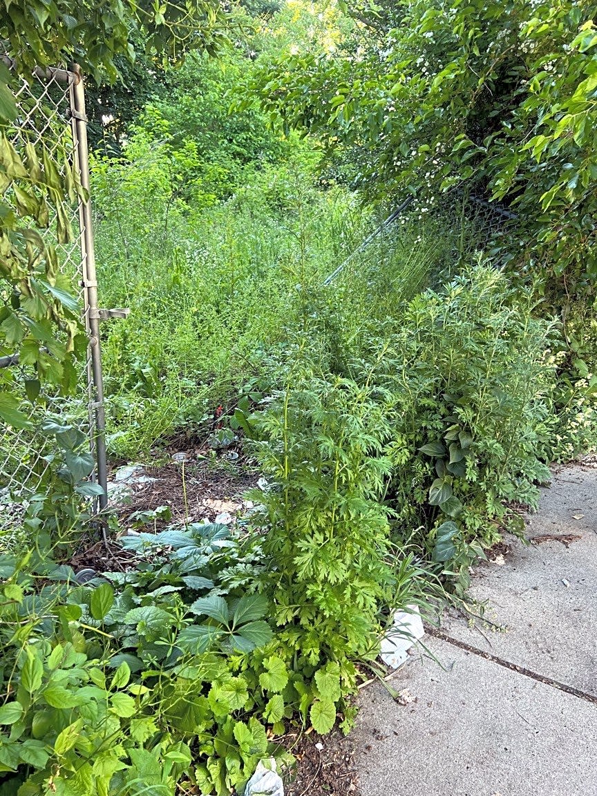 Image submitted with report